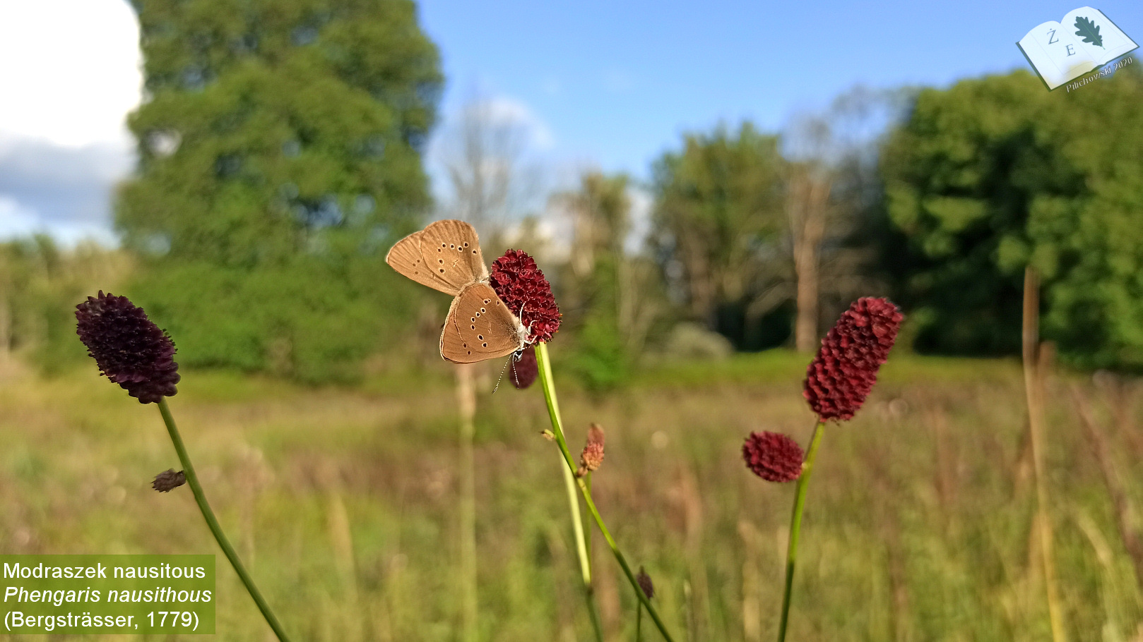 phengaris nausithous 072020