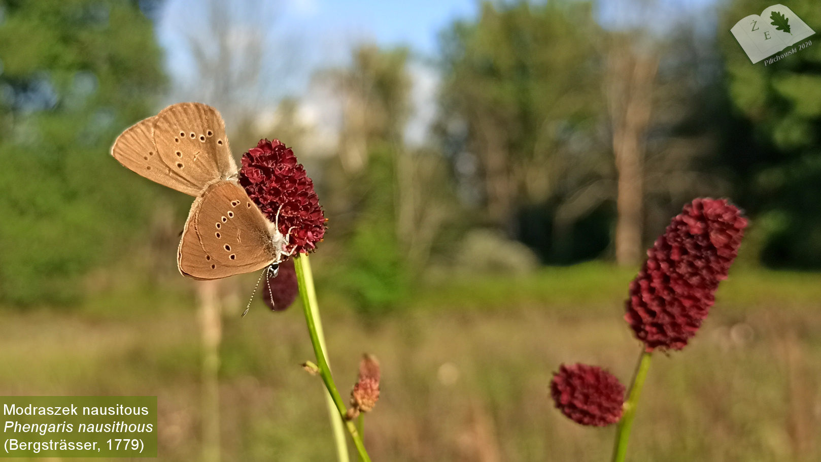 phengaris nausithous 072020 cr