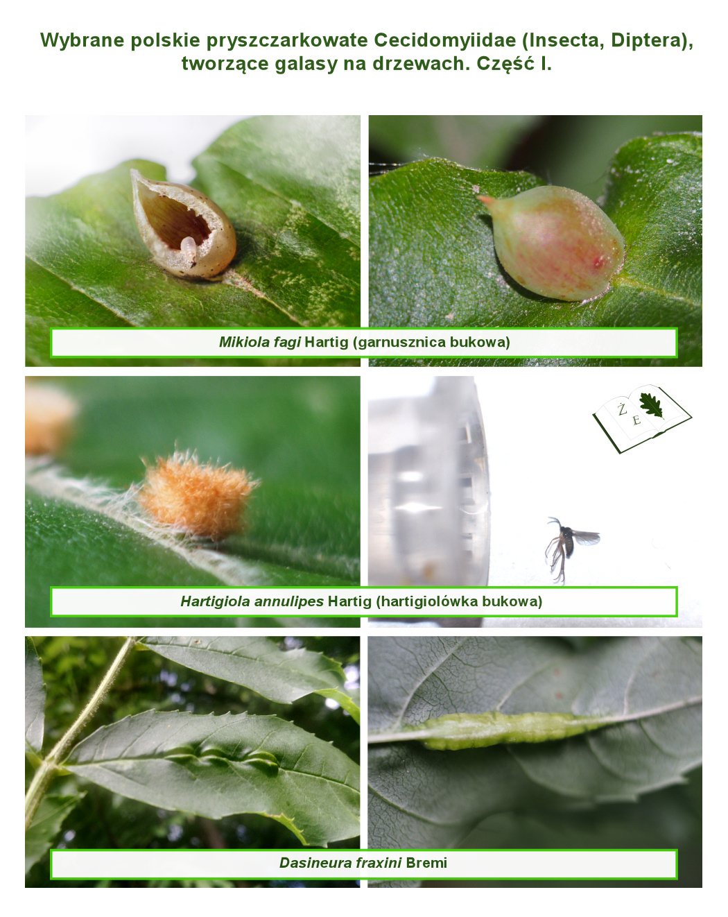 pryszczarki tablica 01