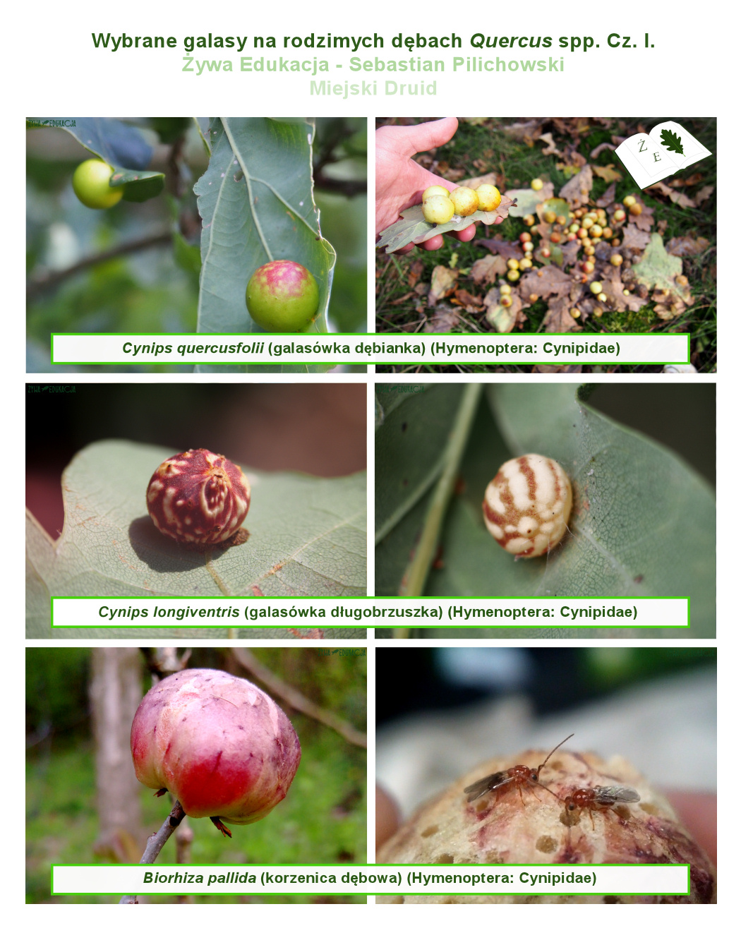 galasy dab tablica01