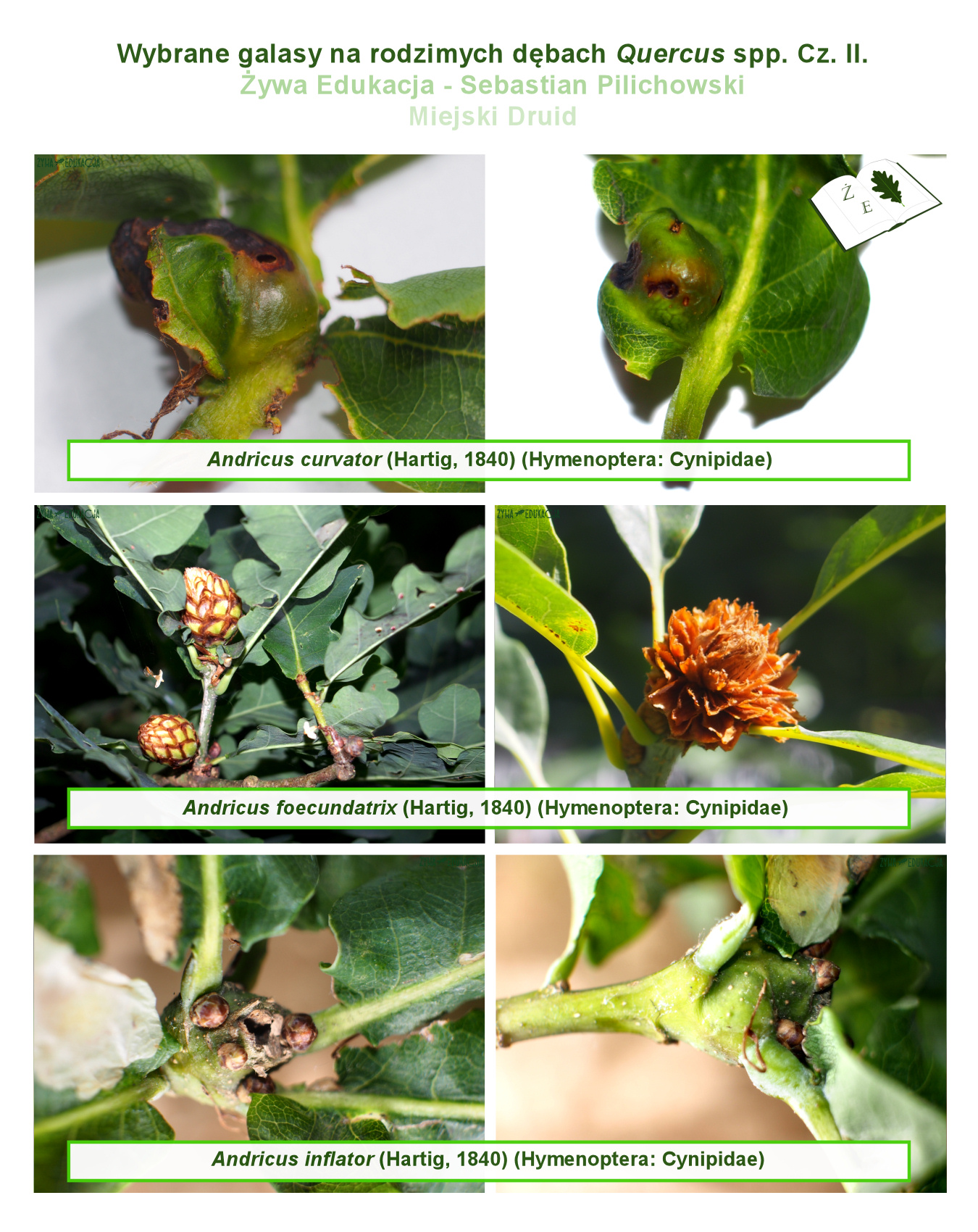 galasy dab tablica02 s