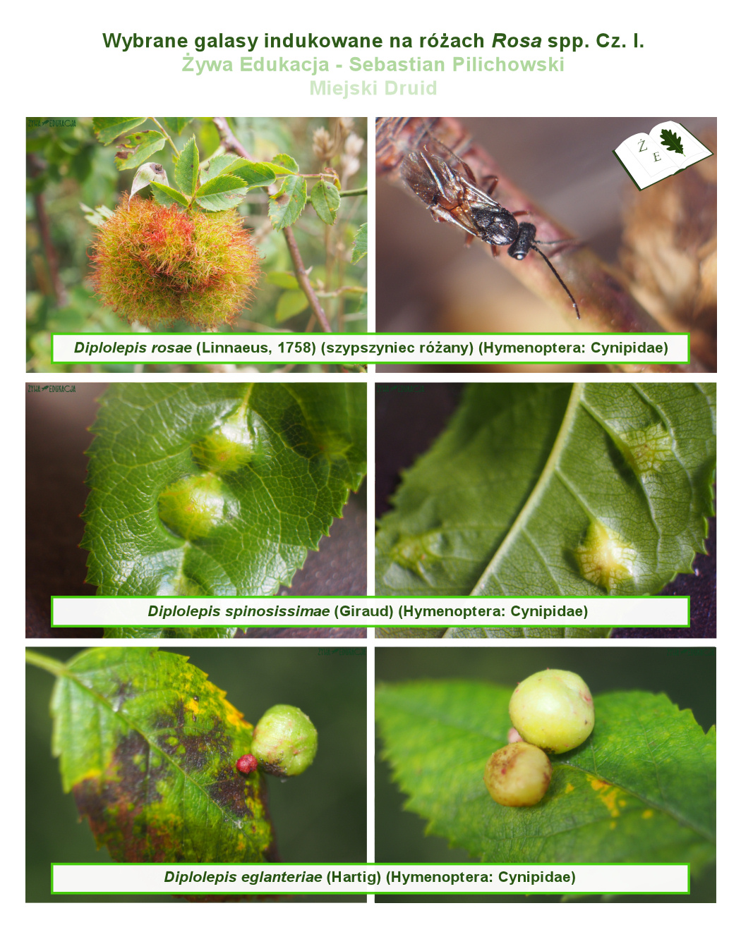 galasy roza tablica01