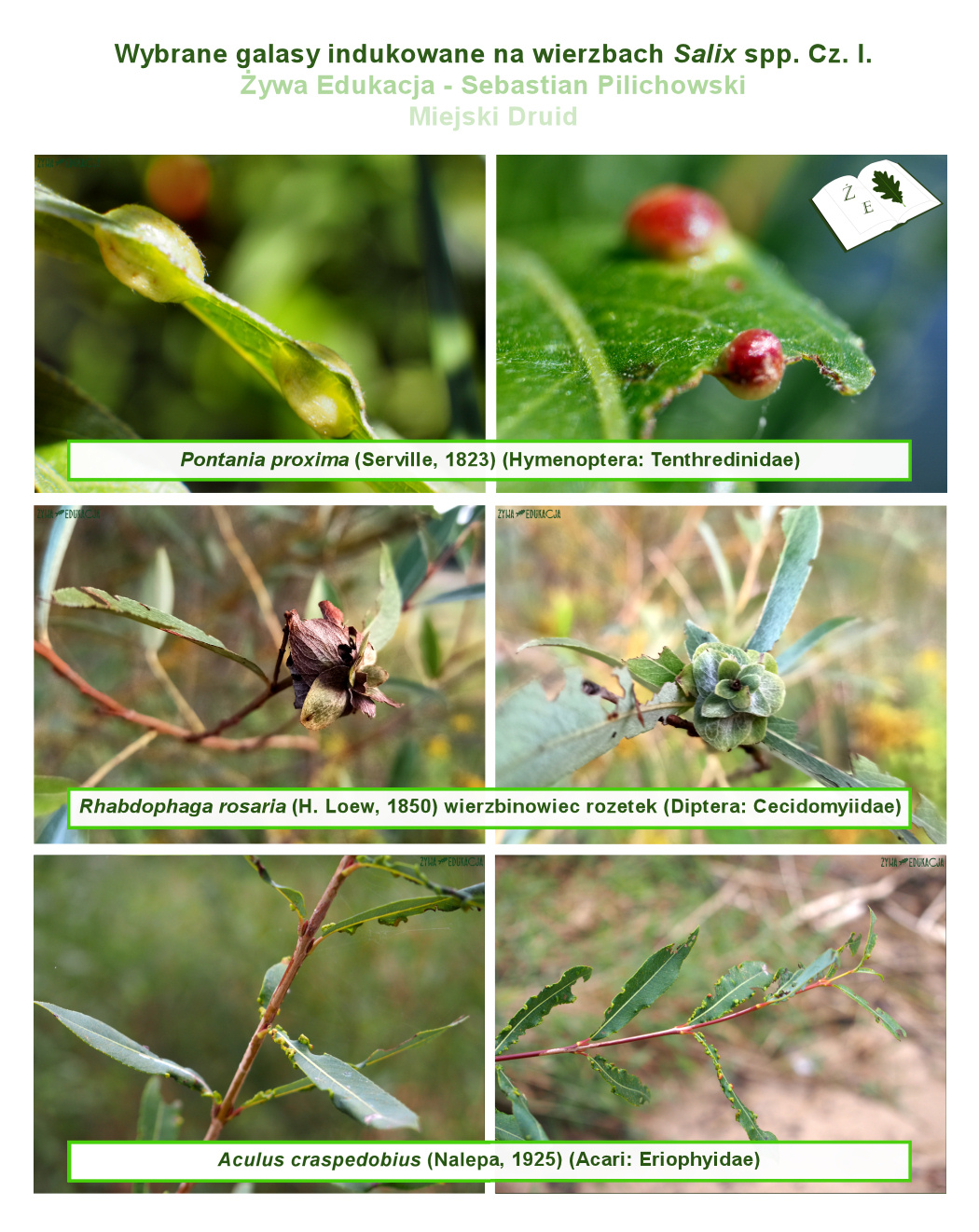 galasy salix tablica01s