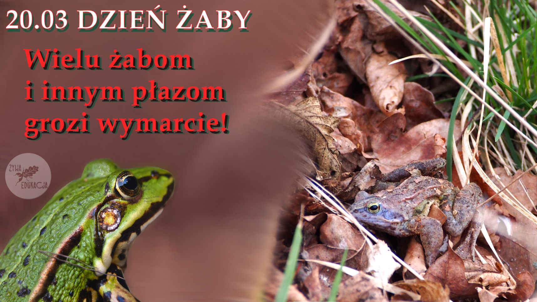 dzień żaby 2023 ilustracja przedstawian żabę zieloną i żabę moczarową