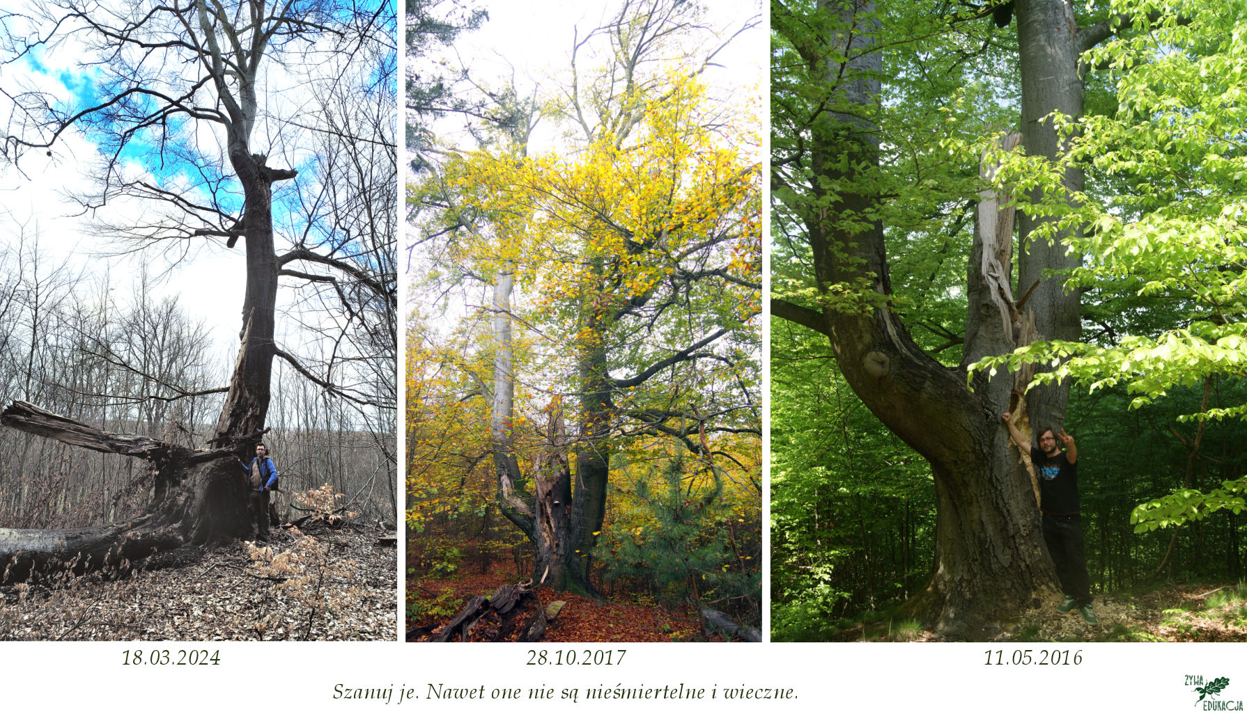 buk krepa trybut rozłamany złamany pęknięty pomnikowy buk