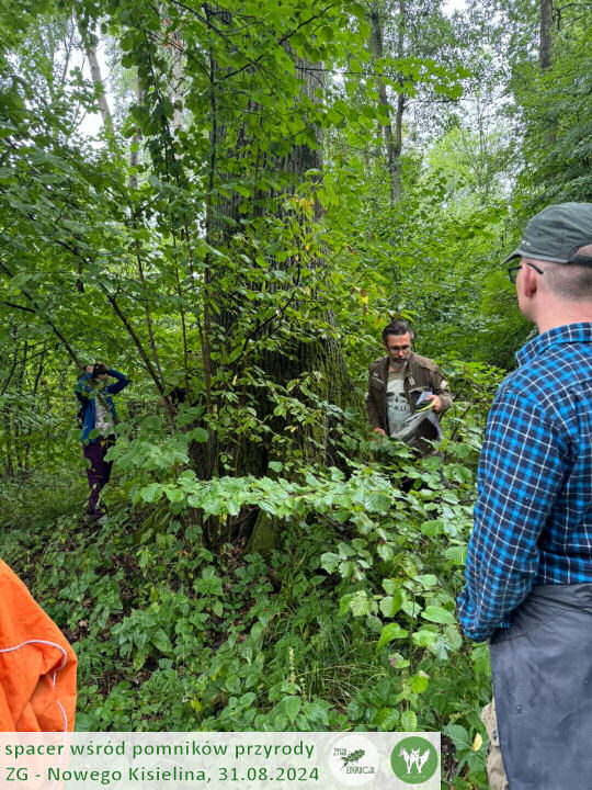 31 08 2024 spacer wśród pomników przyrody Nowego Kisielina (Zielona Góra) - Żywa Edukacja - Sebastian Pilichowski, Fundacja Wild and Safe