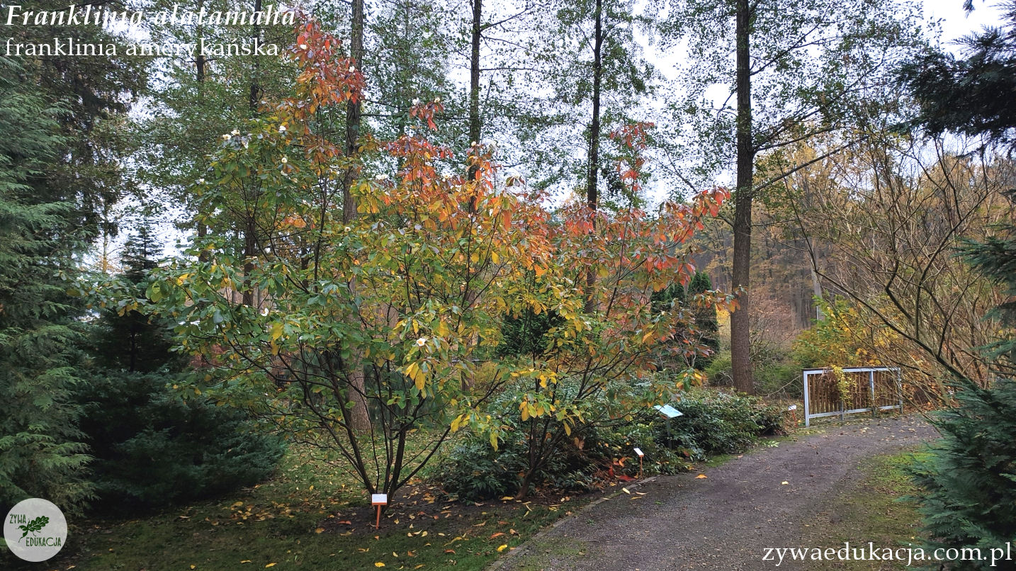Franklinia alatamaha franklinia amerykańska Ogród Botaniczny Zielona Góra Sebastian Pilichowski Żywa Edukacja