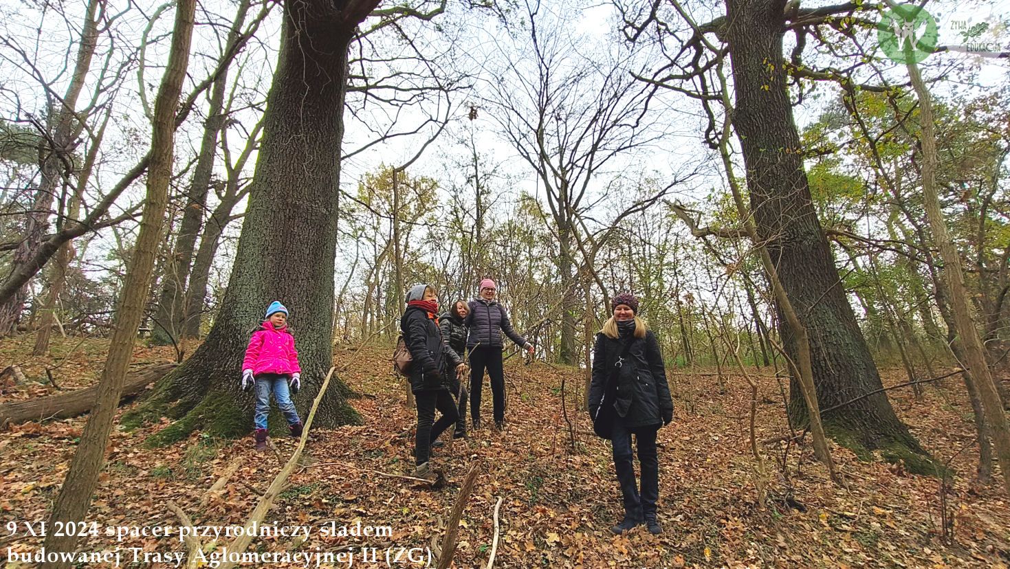 spacer Trasa Aglomeracyjna II Fundacja Wild and Safe Żywa Edukacja Sebastian Pilichowski Miejski Druid 9.11.2024