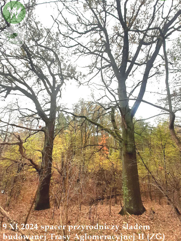 spacer Trasa Aglomeracyjna II Fundacja Wild and Safe Żywa Edukacja Sebastian Pilichowski Miejski Druid 9.11.2024