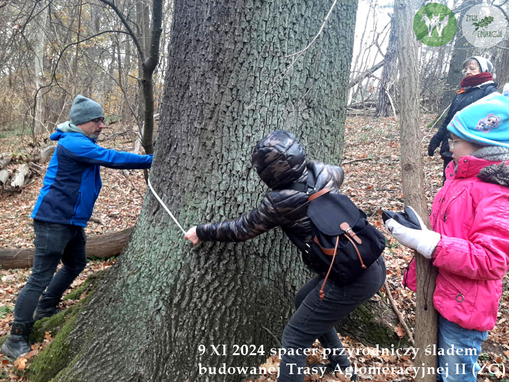 spacer Trasa Aglomeracyjna II Fundacja Wild and Safe Żywa Edukacja Sebastian Pilichowski Miejski Druid 9.11.2024