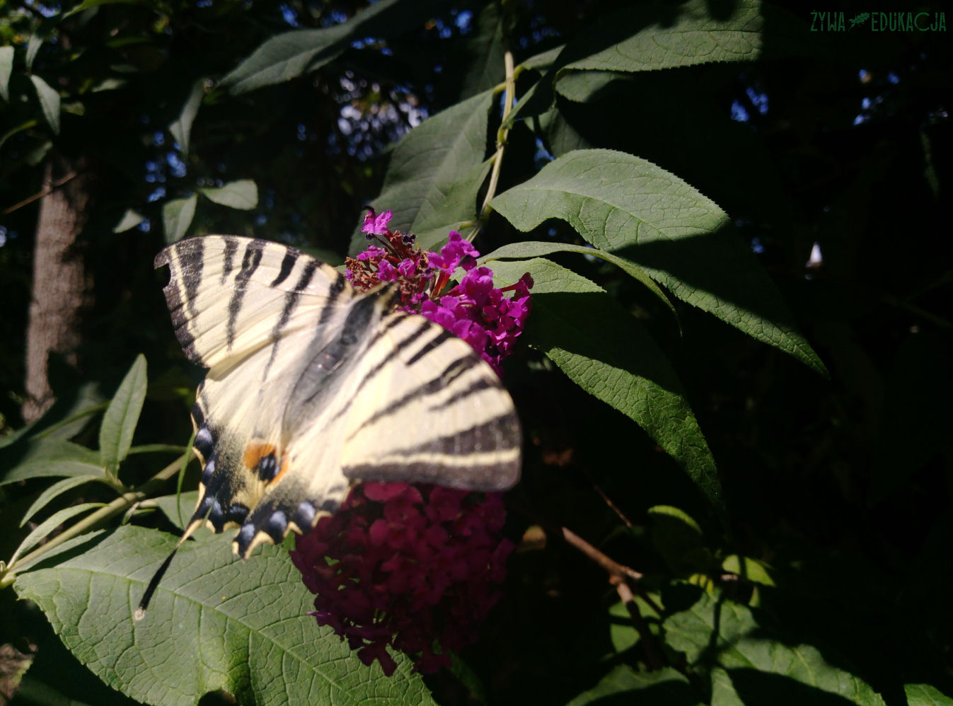 budleja paź żeglarz