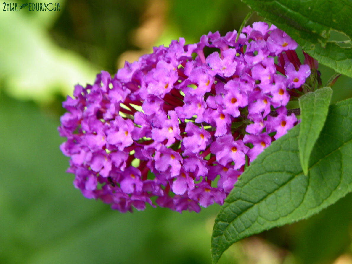 budleja dawida ekspansywny krzew