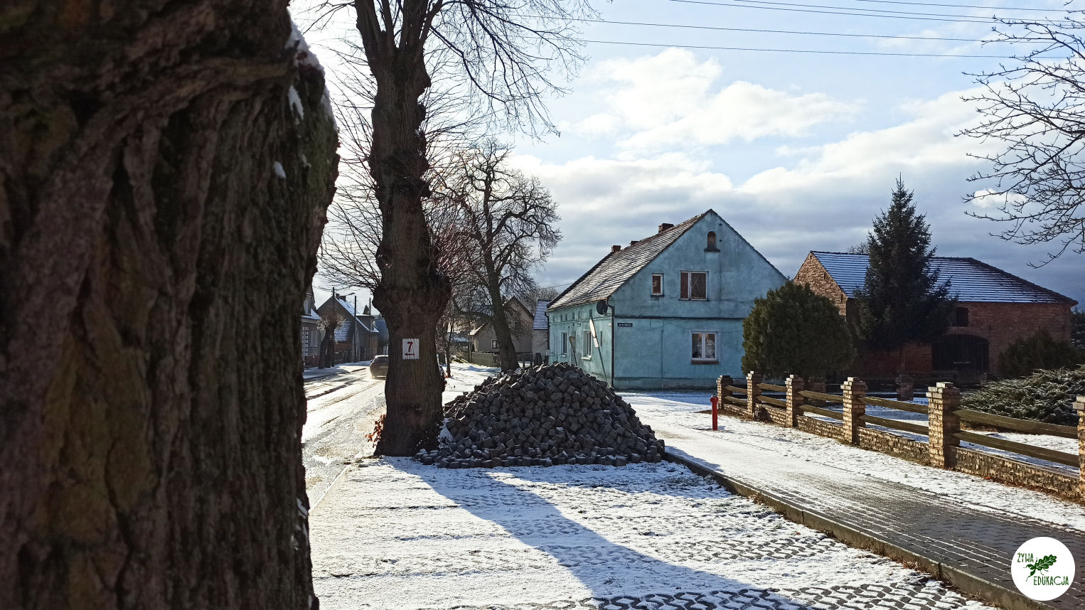 niedoradz niedoradz drzewa zasypane korzenie030125 02