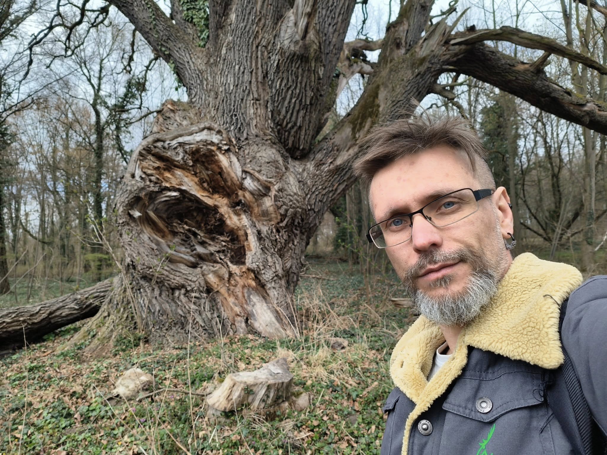zabytkowy dąb szypułkowy pomnik przyrody w Piotrkowicach 