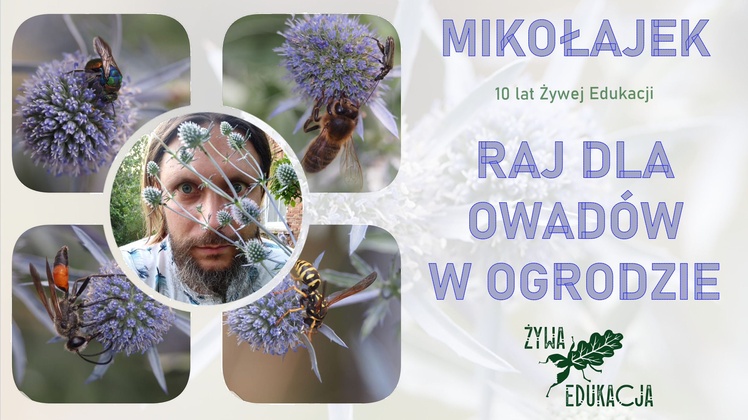 mikołajek płaskolistny kwiat kwitnienie złotolitka ogniczka zaproś owady