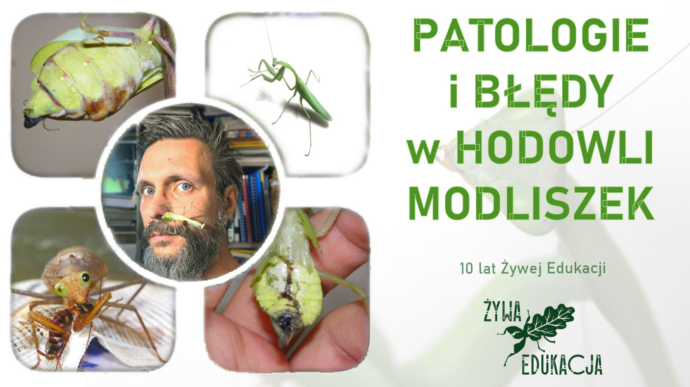 modliszki problemy patologie choroby mantis disease pathology sick