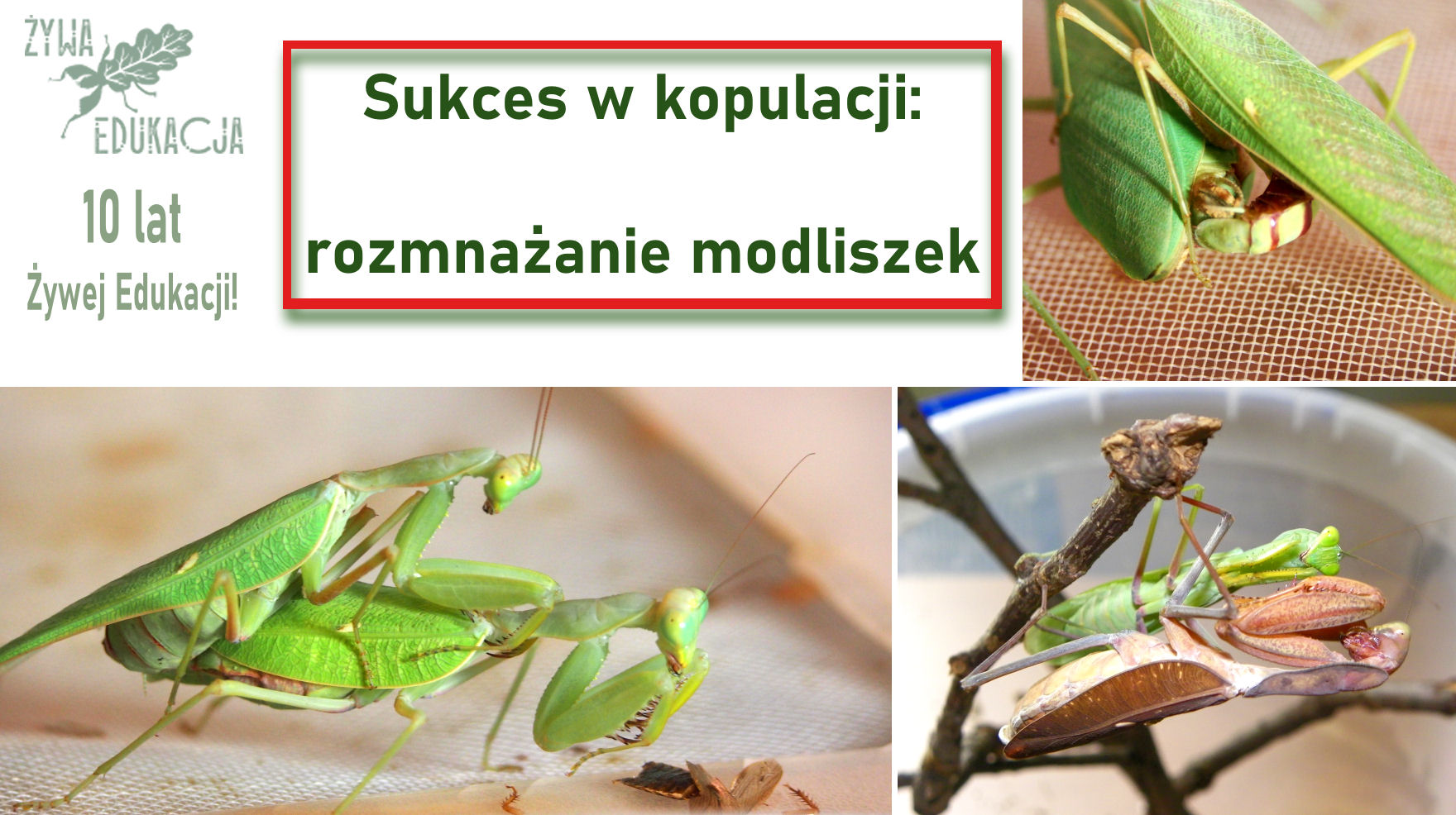 modliszki rozmnażanie poradnik jak rozmnażać modliszki