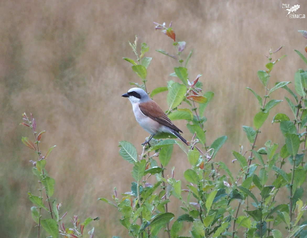 dzierzba gąsiorek samiec w Zoo Łączna