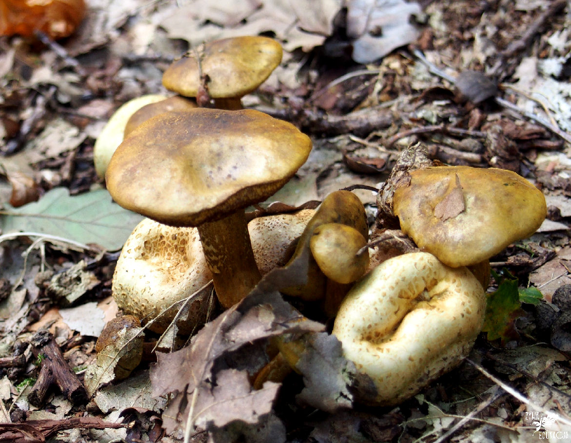 podgrzybek borowikowiec tęgoskórowy - pasożyt tęgoskóra cytrynowego