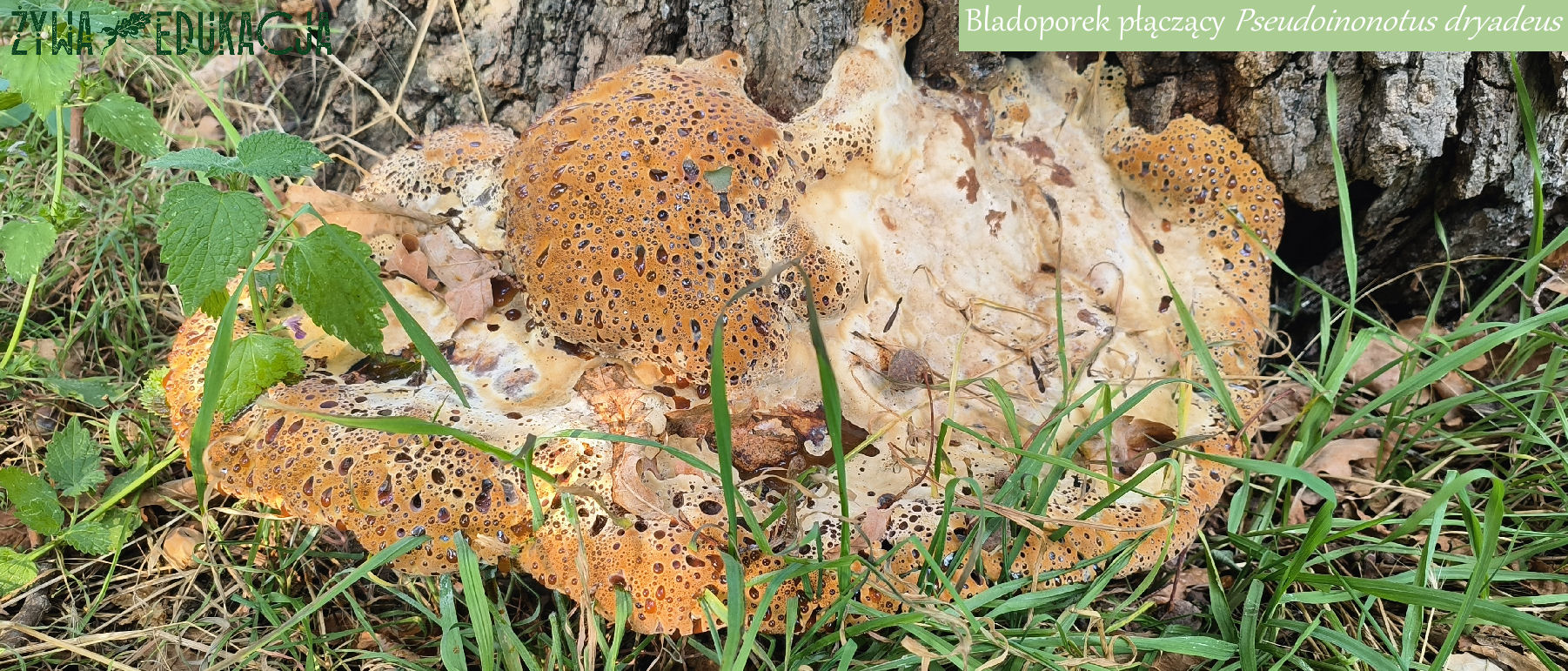 bladoporek płaczący Pseudoinonotus dryadeus na dębie szypułkowym w Żarach, lubuskie - rzadki grzyb, będący pasożytem naszych dębów; Żywa Edukacja - Sebastian Pilichowski, Miejski Druid
