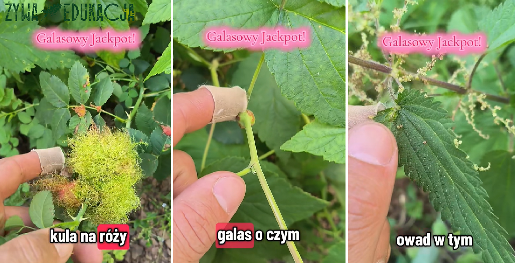 galasowy jackpot - trzy gatunki galasów w jednej lokalizacji obok siebie: 