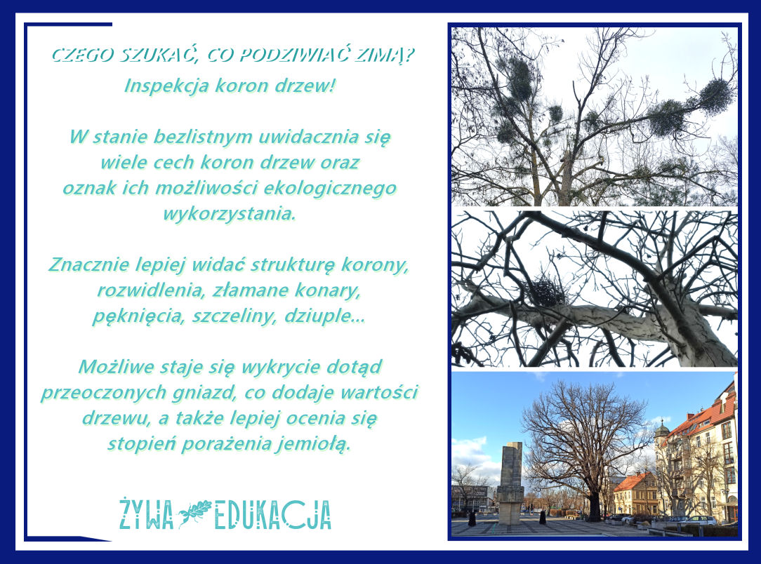 Czego szukać, co podziwiać zimą w przyrodzie? Jakich obserwacji można dokonać zimą? Inspekcja koron drzew!