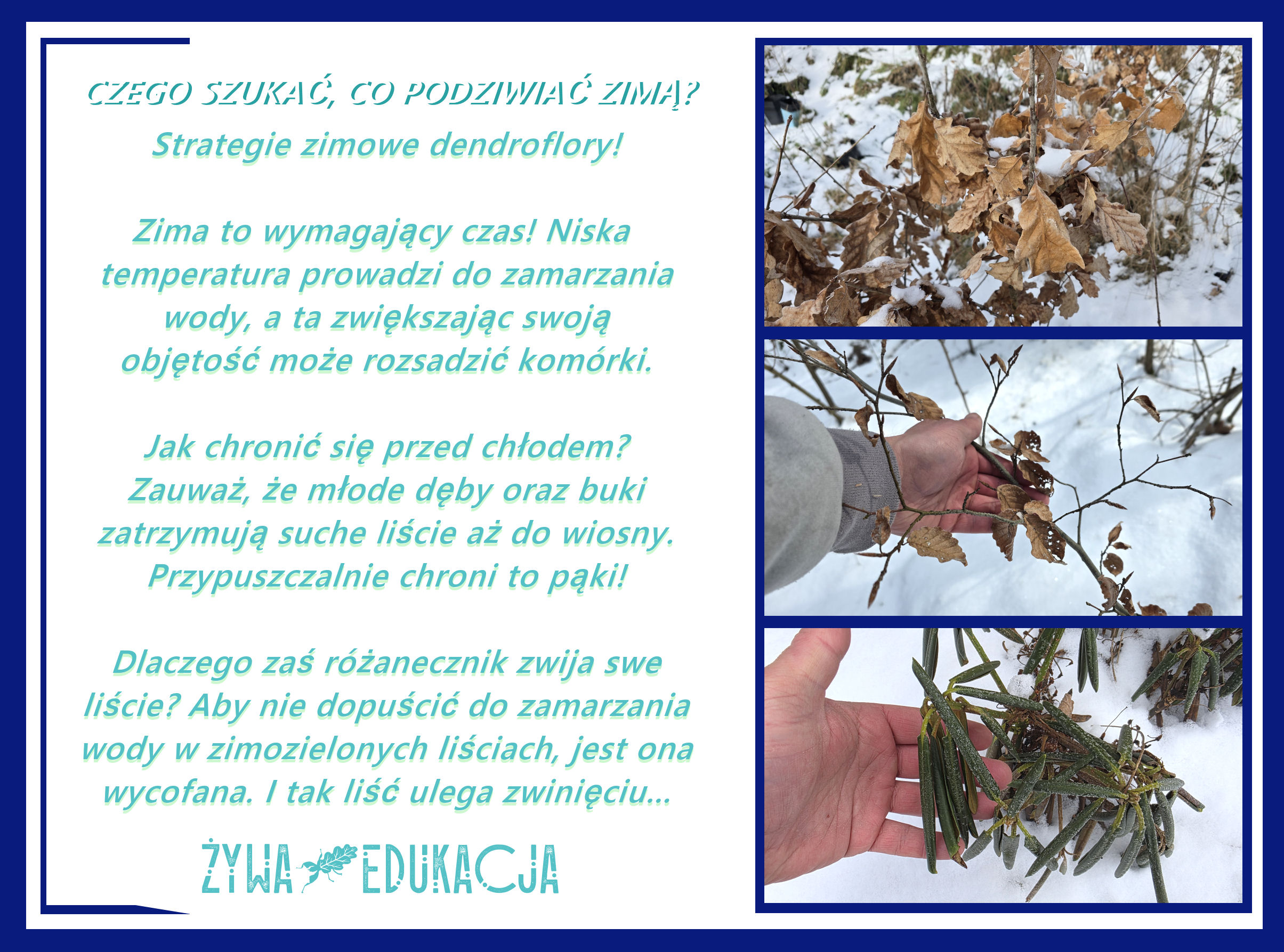 Czego szukać, co podziwiać zimą w przyrodzie? Jakich obserwacji można dokonać zimą? Strategie zimowe dendroflory! Jak drzewa chronią się przed mrozem?