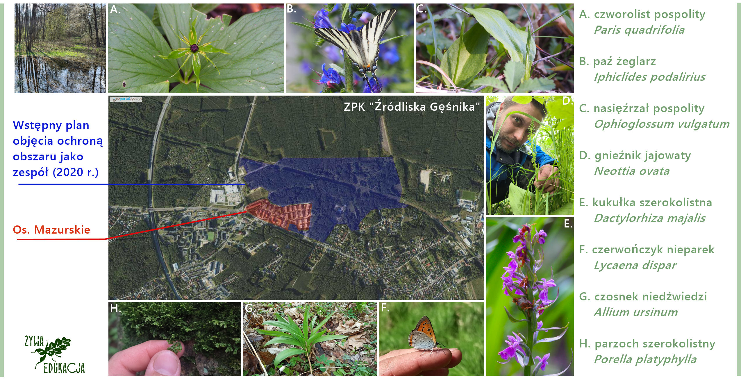 rzadkie i chronione rośliny na terenie projektowanego zespołu przyrodniczo-krajobrazowego 