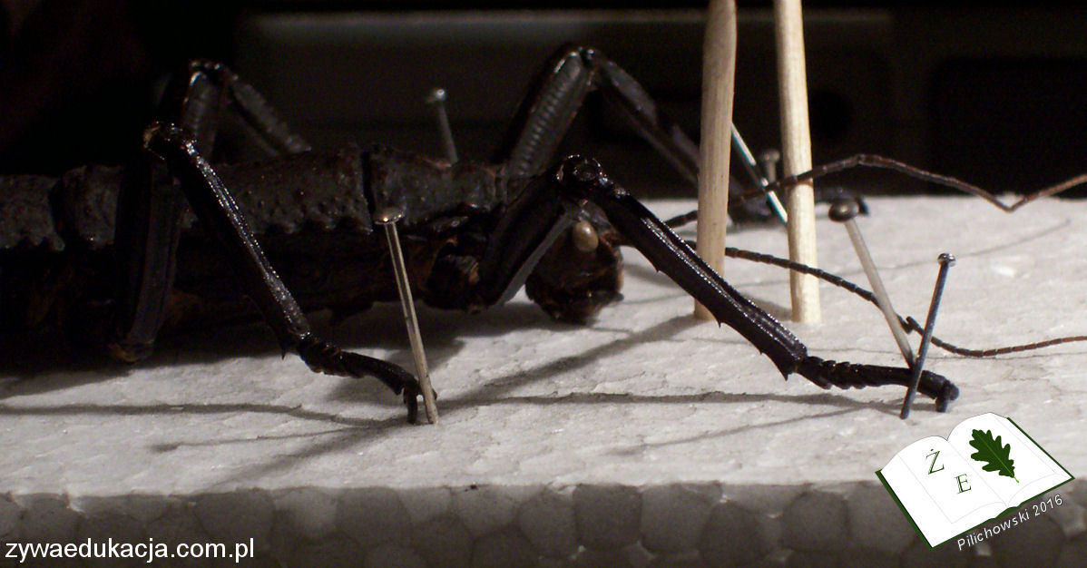 rozpinanie owadów na lekcji na zajęciach