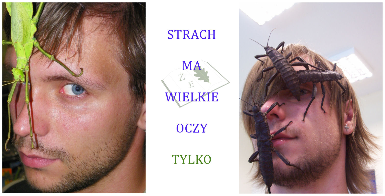 strachowe small strach ma wielkie oczy strach przed zwierzętami fobia