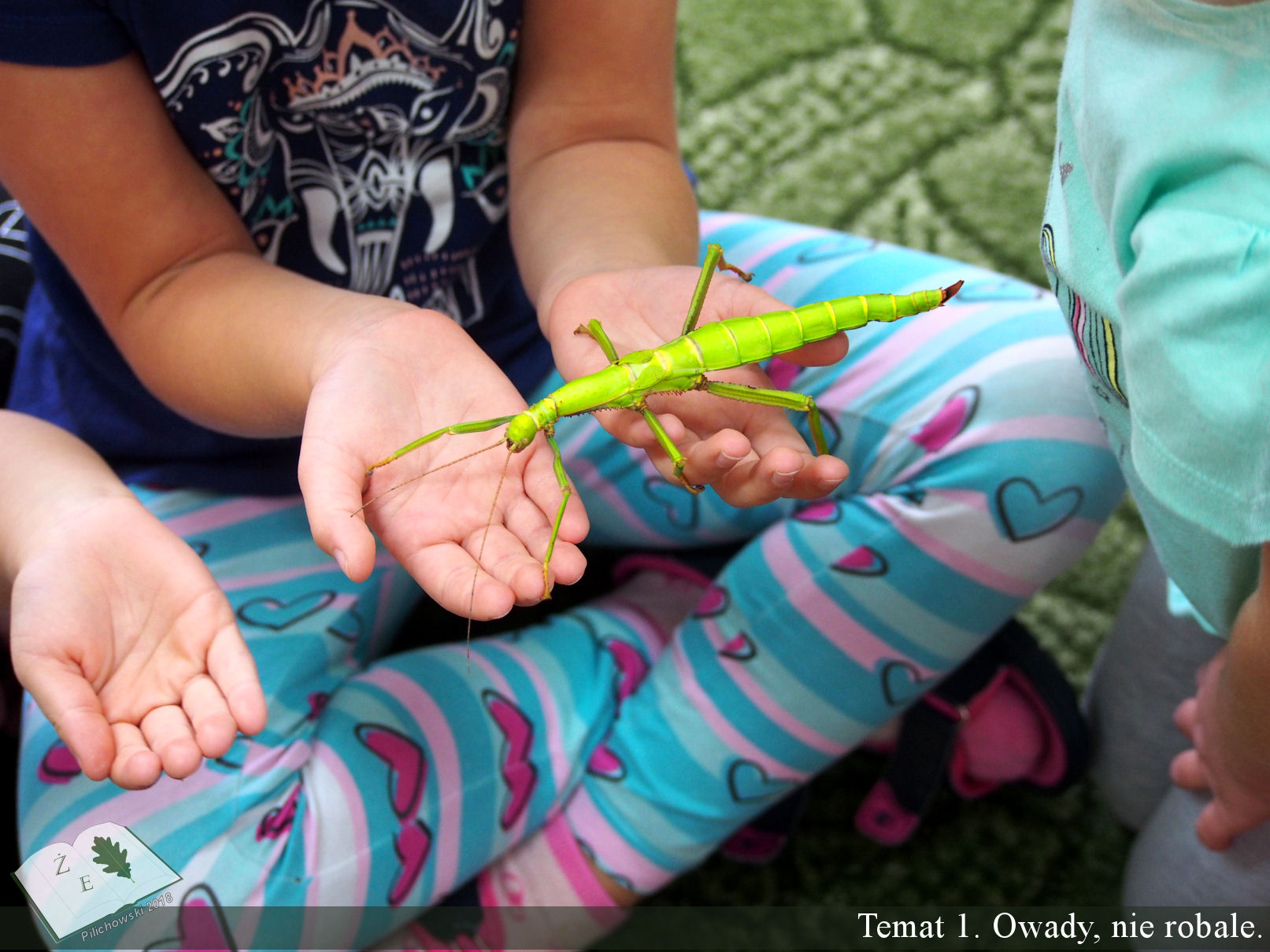 temat 1 zajęcia przyrodnicze dla uczniów, dzieci, szkół i przedszkoli, owady, nie robaki, nie robale