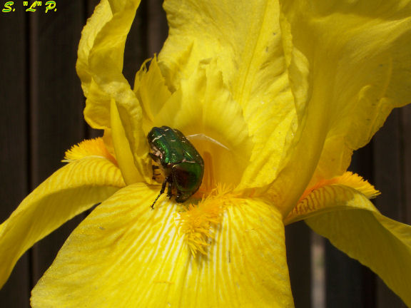 Kruszczyca złotawka Cetonia aurata na kwiecie irysa żółtego Iris pseudoacorus