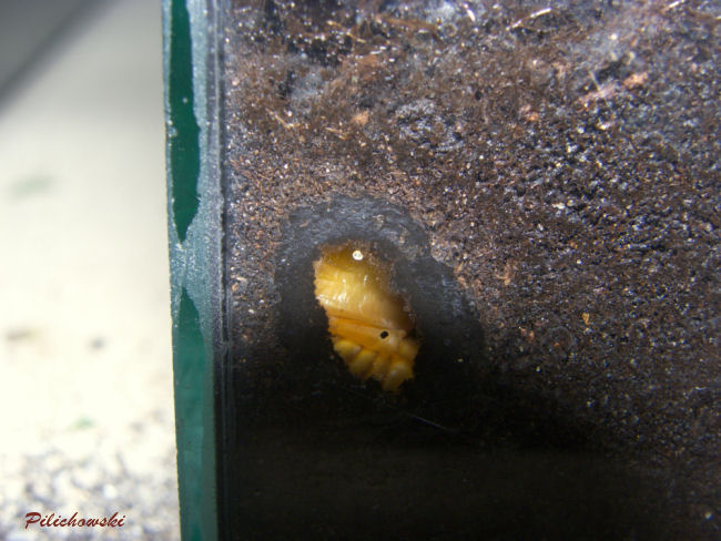 Kruszczyca złotawka Cetonia aurata - poczwarka w kokolicie.