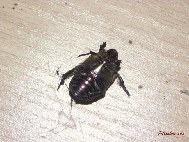 Kruszczyca złotawka Cetonia aurata i jej wyrostek na śródpiersiu w kształcie palca.