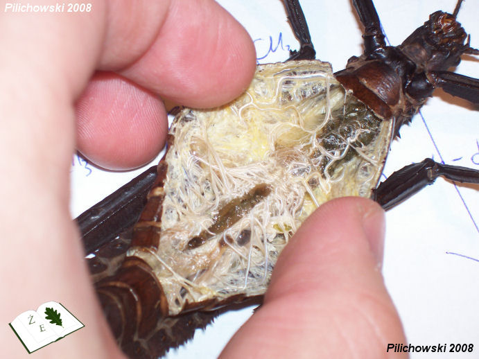 eur calcarata dissection