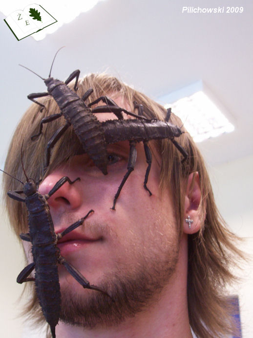 Eurycantha calcarata on face