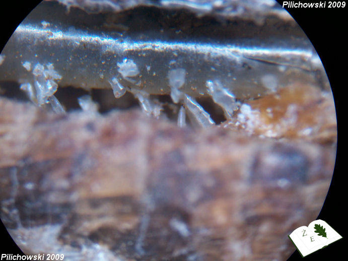 eur calcarata tchawki