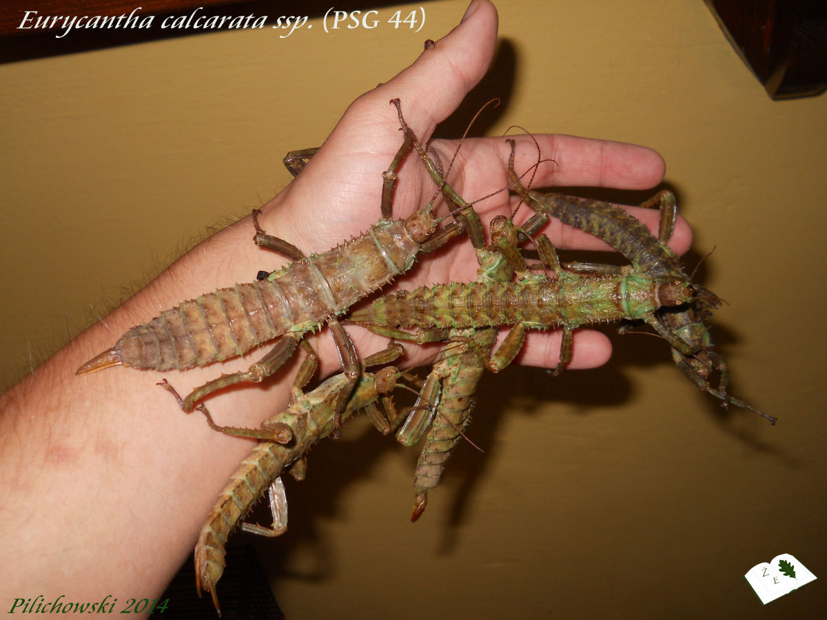 eurycantha calcarata ssp straszyk indonezyjski