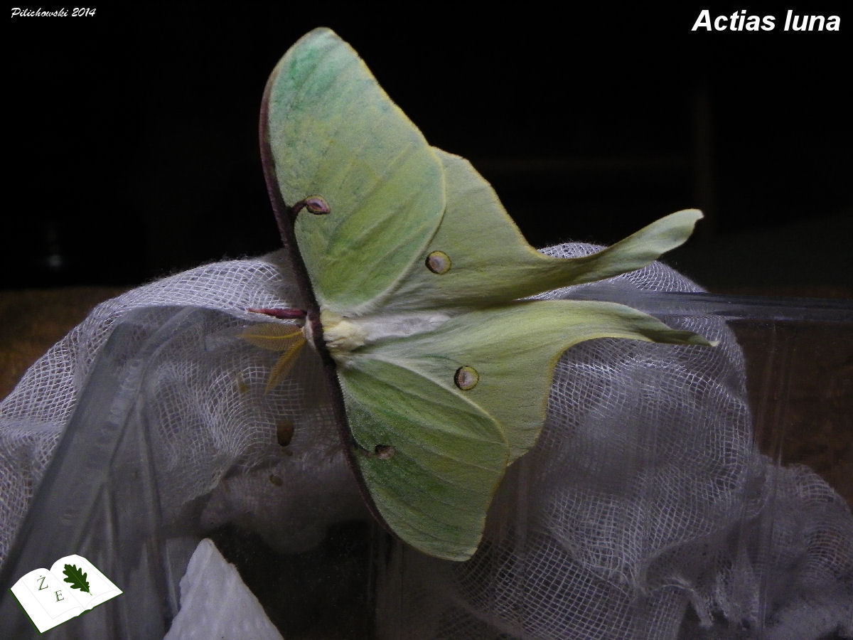 actias luna imago 01