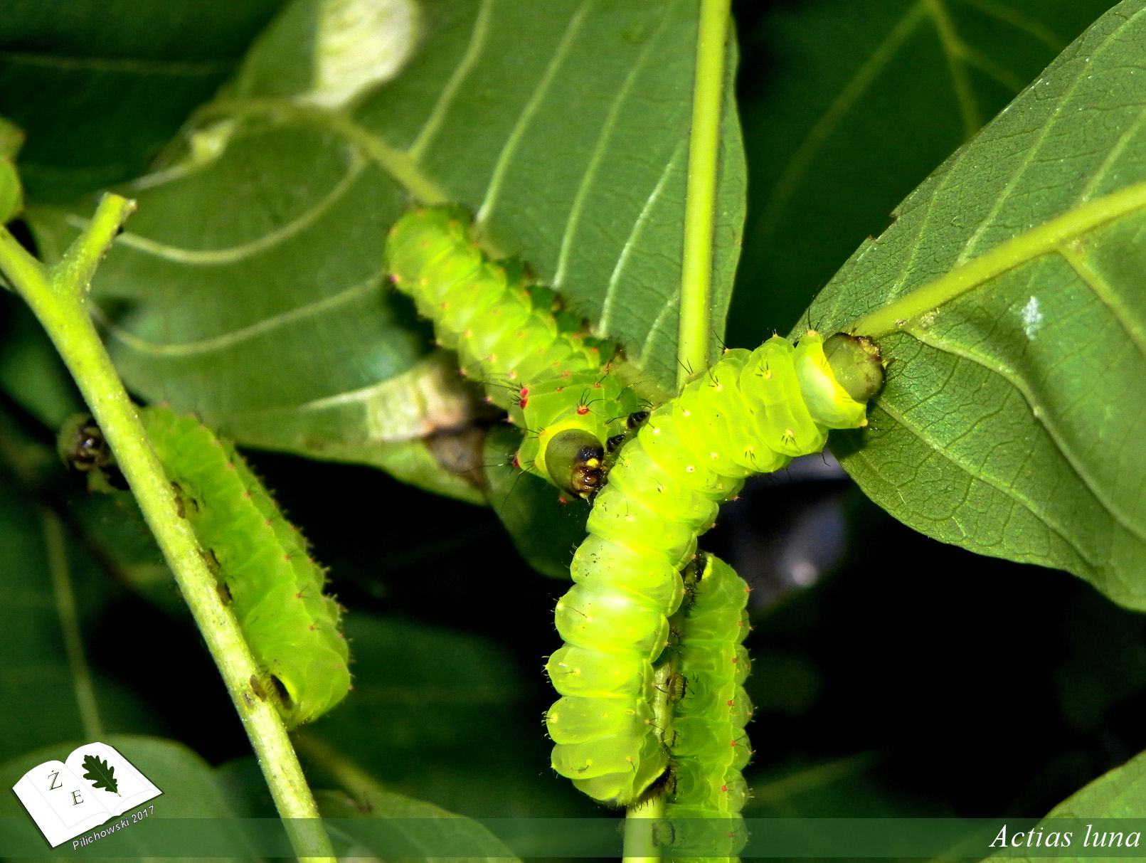 attacus atlas imago01