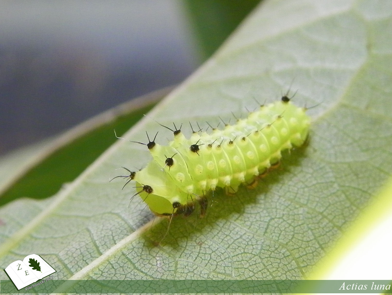 attacus atlas imago02