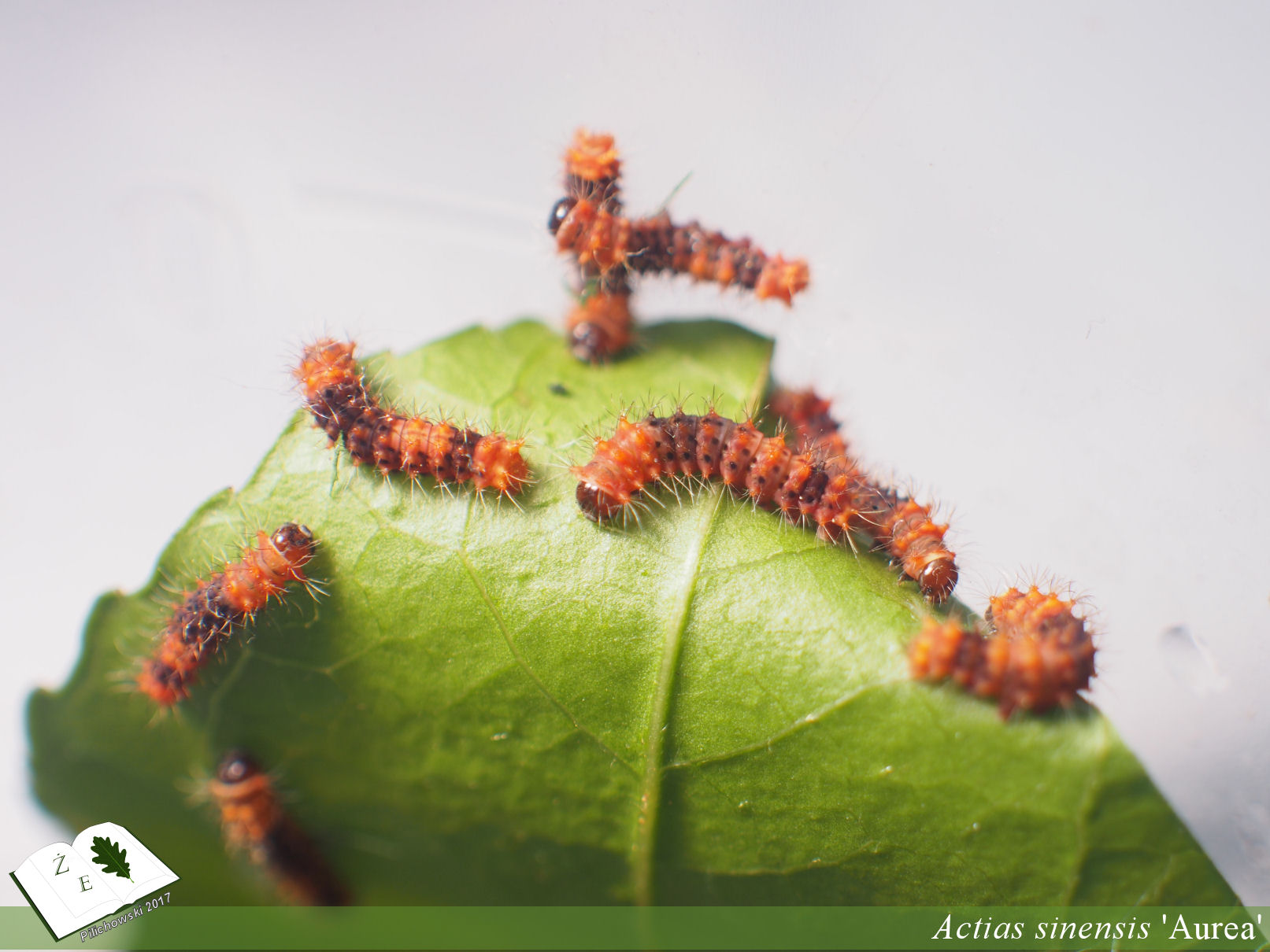 attacus atlas imago01