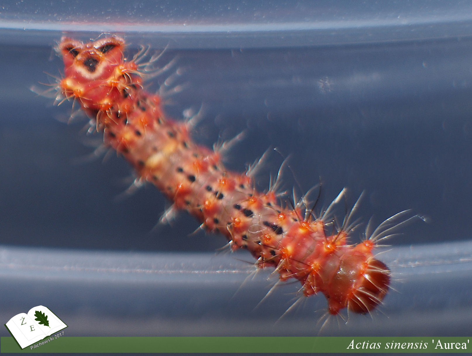 attacus atlas imago02