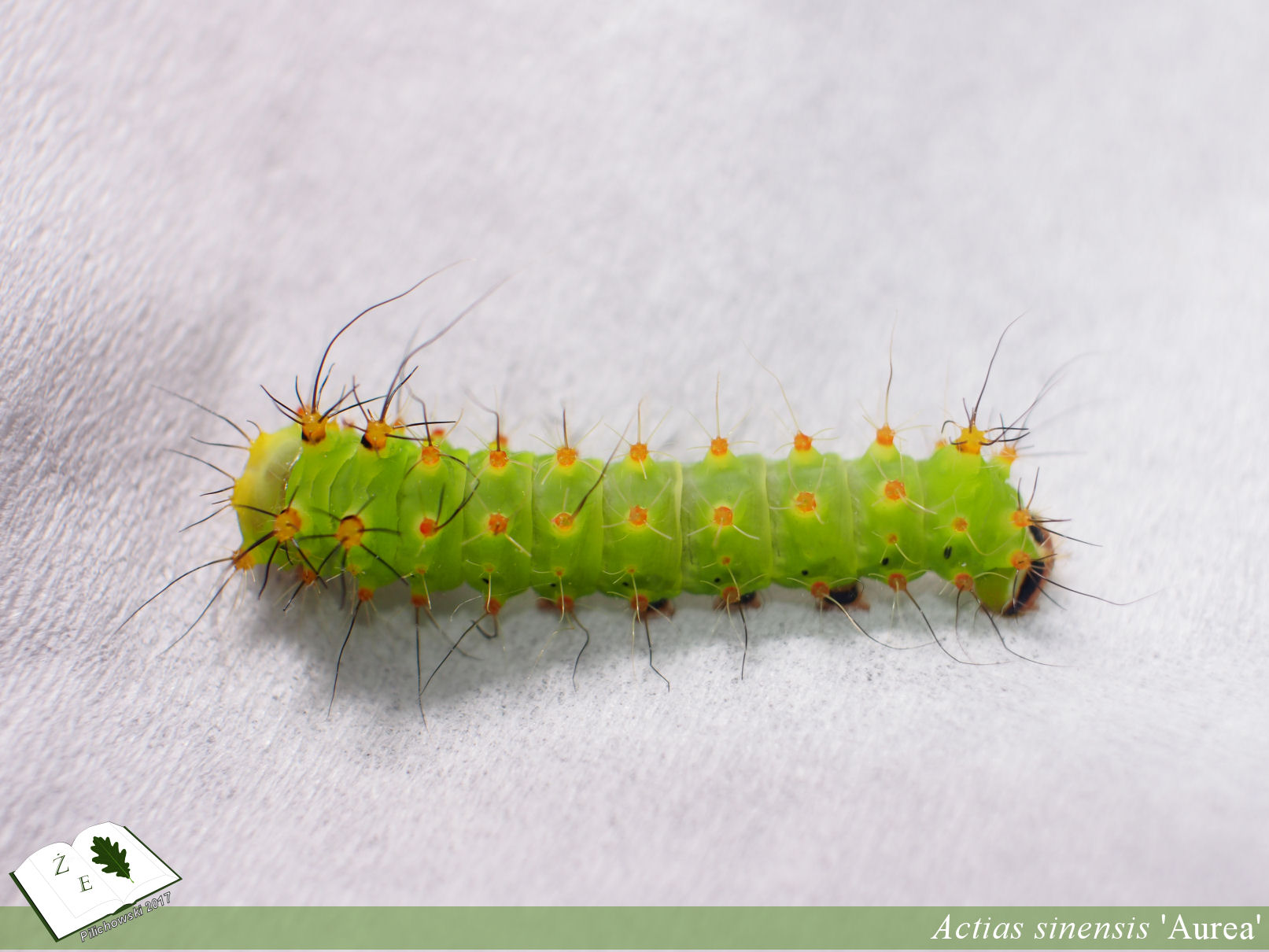 attacus atlas imago02