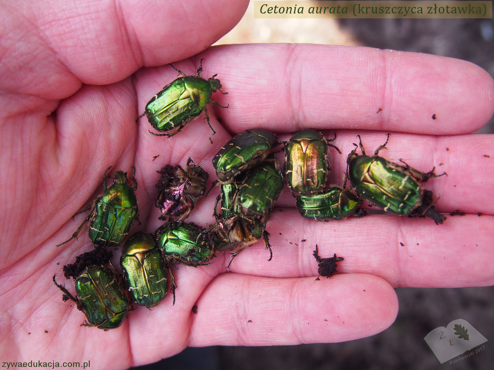 Kruszczyca złotawka Cetonia aurata - grupa