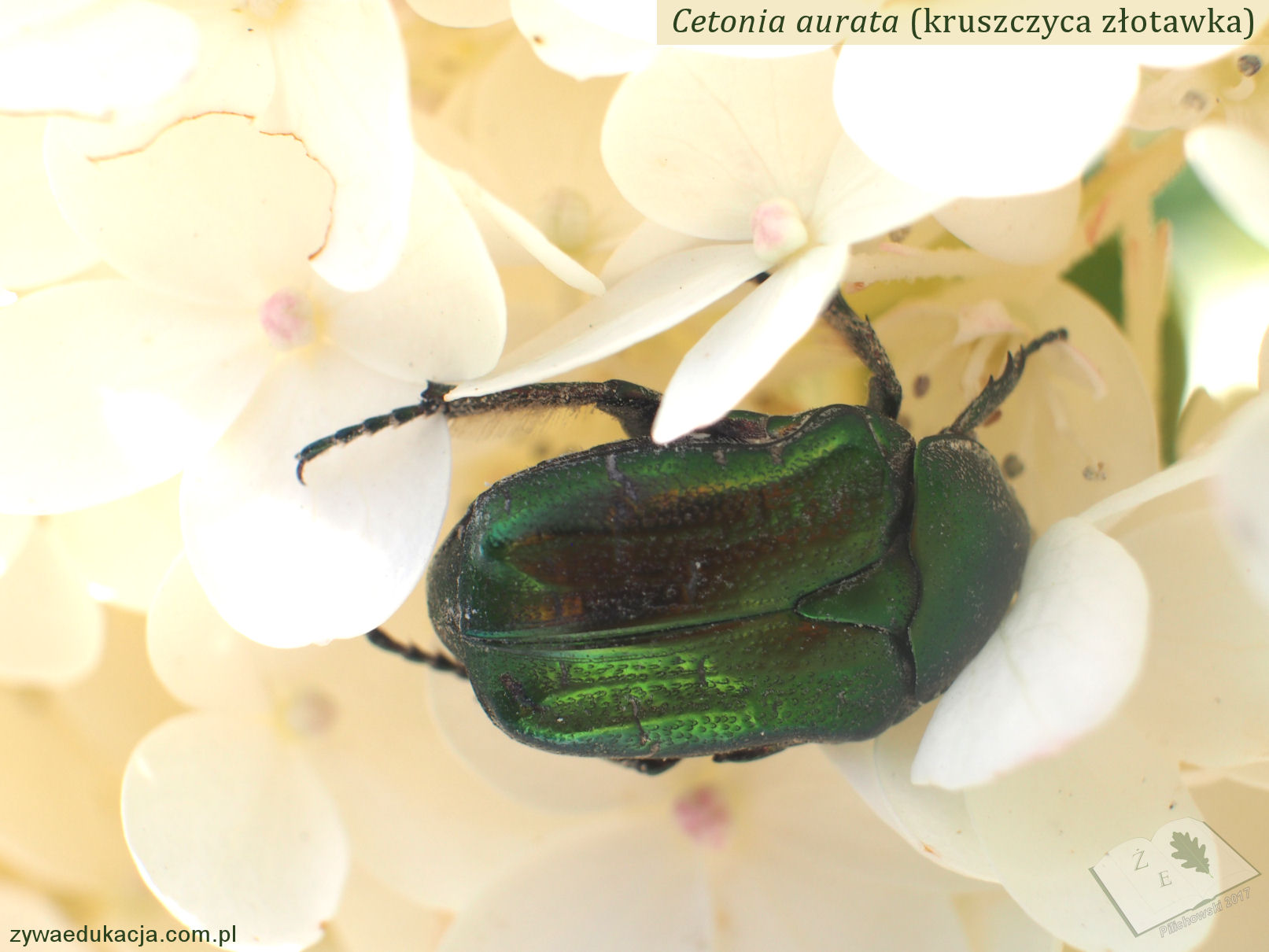 Kruszczyca złotawka Cetonia aurata 