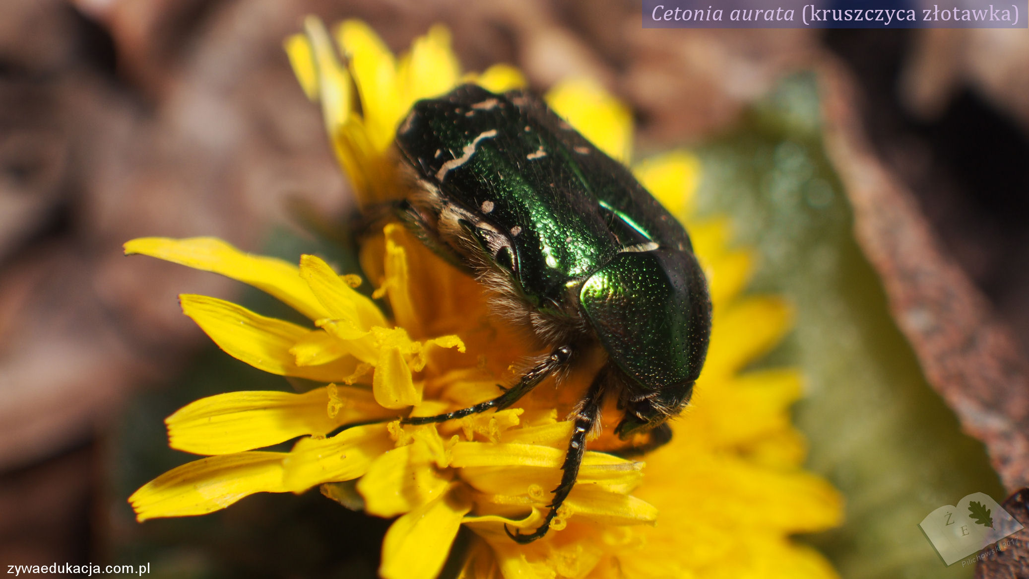 Kruszczyca złotawka Cetonia aurata