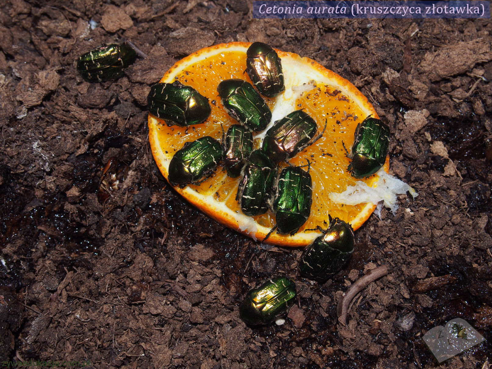 Kruszczyca złotawka Cetonia aurata - grupa na pomarańczy.