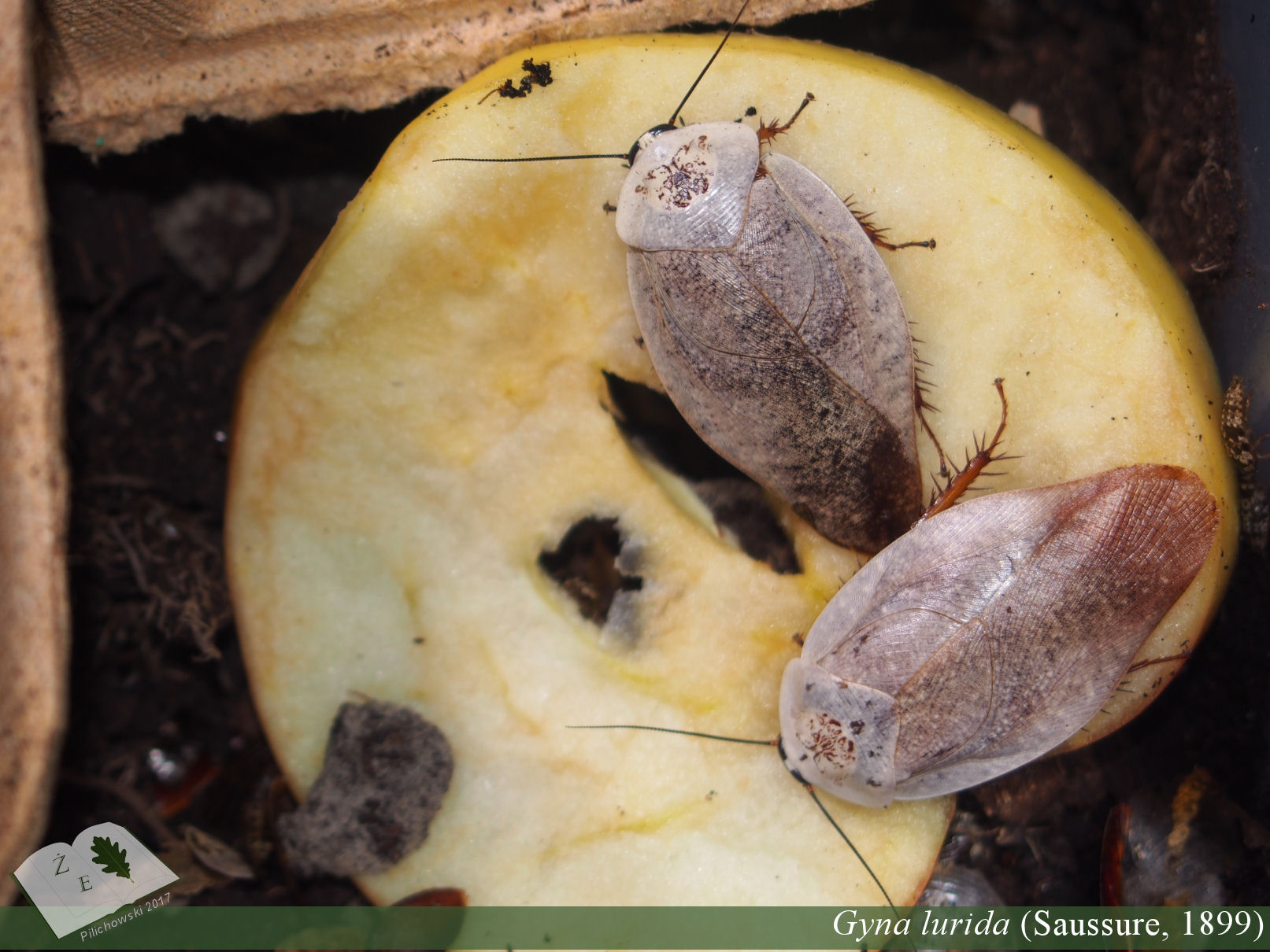 gyna lurida imagines