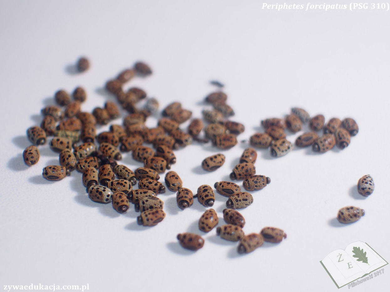 Periphetes forcipatus ovas